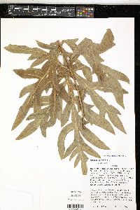 Silphium laciniatum image