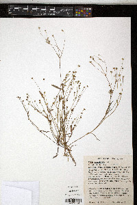 Krigia caespitosa image
