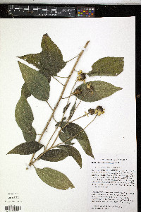 Rudbeckia subtomentosa image