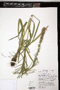 Liatris spicata image