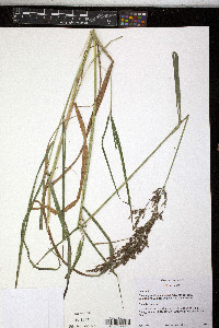 Calamagrostis canadensis var. canadensis image