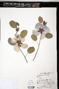Media resource of Gossypium sturtianum