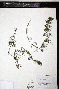 Bidens beckii image