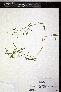 Potamogeton spirillus image