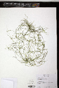 Potamogeton berchtoldii image