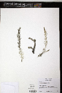 Myriophyllum farwellii image