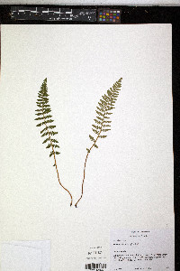 Woodsia ilvensis image