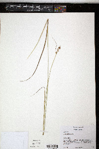 Carex bushii image