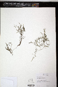 Potamogeton spirillus image
