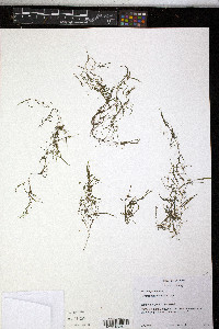 Potamogeton spirillus image