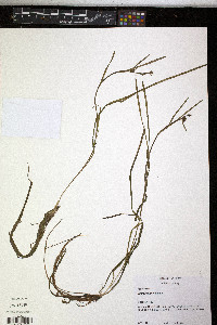 Sparganium natans image