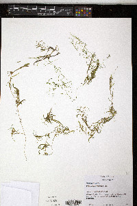 Potamogeton spirillus image