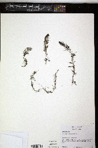Utricularia geminiscapa image