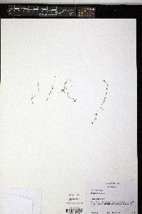 Utricularia minor image