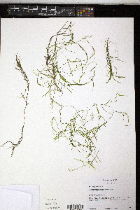 Potamogeton berchtoldii image