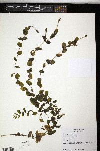 Potamogeton perfoliatus image