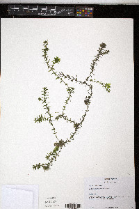 Elodea canadensis image