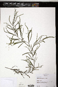 Heteranthera dubia image
