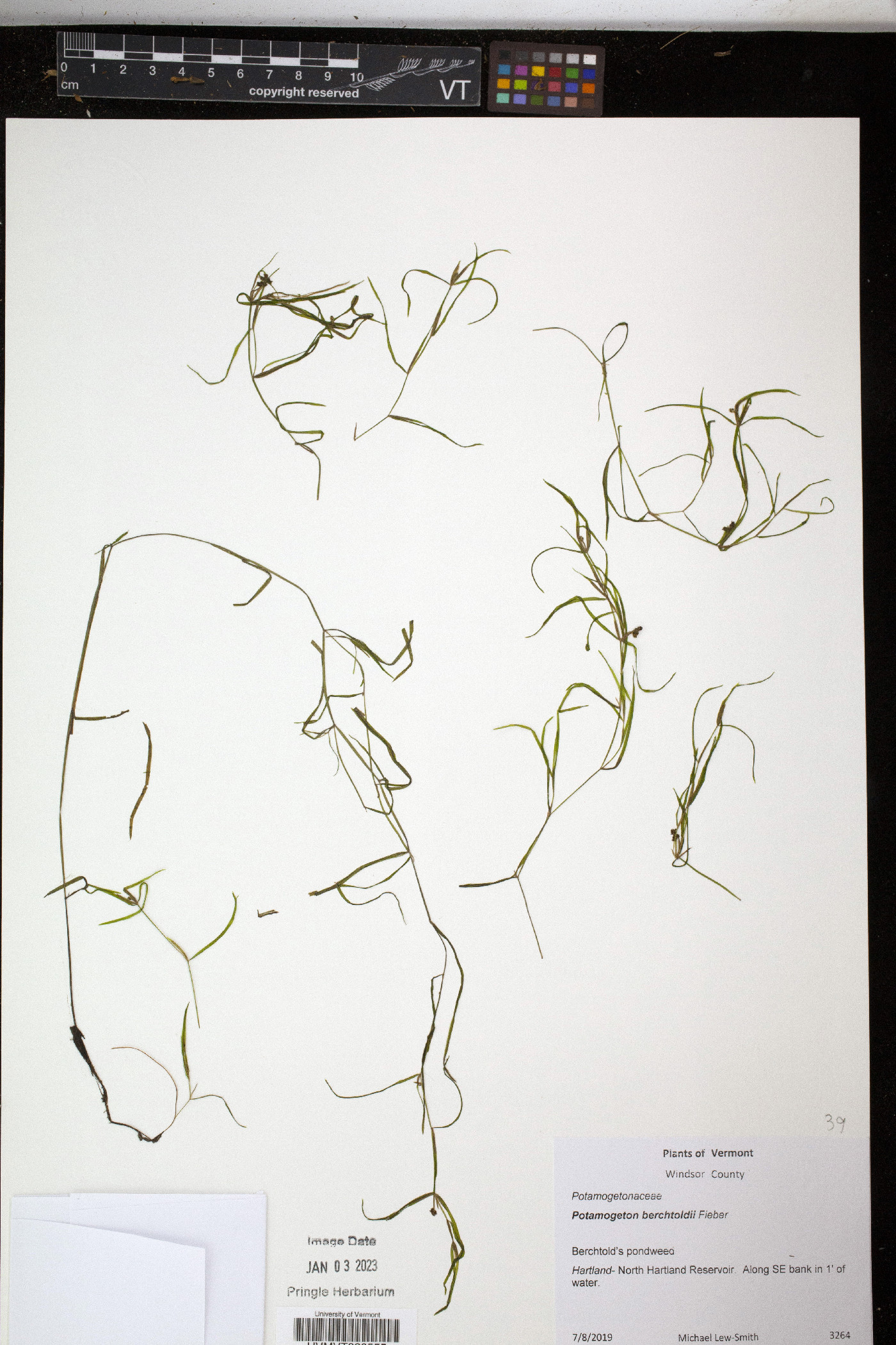 Potamogeton berchtoldii image