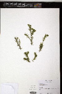 Elodea canadensis image