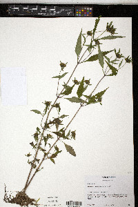 Bidens connata image
