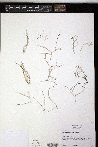 Myriophyllum tenellum image