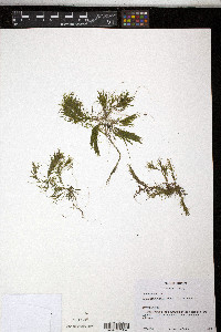 Najas flexilis image