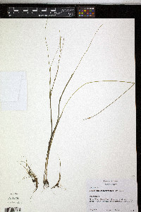 Schoenoplectus subterminalis image