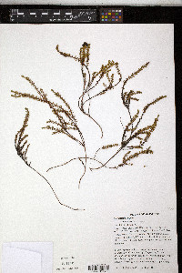 Empetrum nigrum image