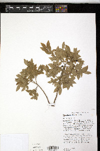 Vaccinium myrsinites image