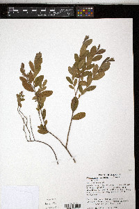 Chamaedaphne calyculata image