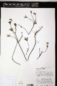 Kalmia polifolia image