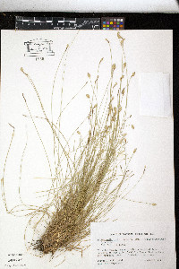 Abildgaardia ovata image