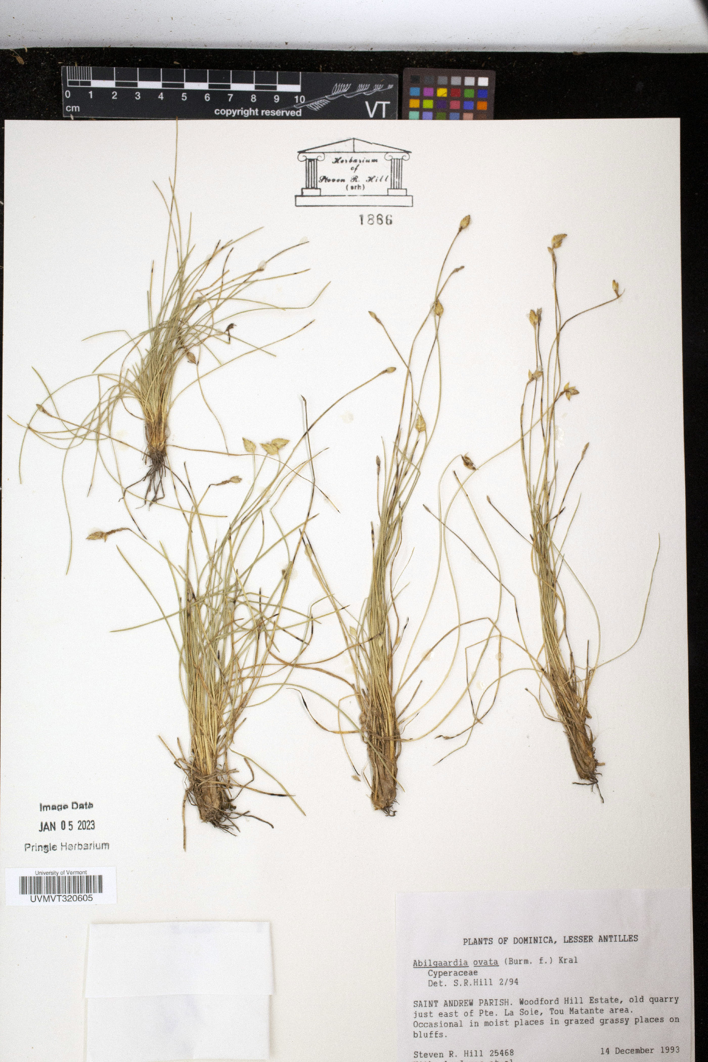 Abildgaardia image