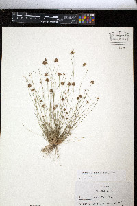 Bulbostylis barbata image