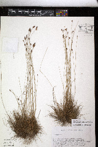 Bulbostylis conifera image