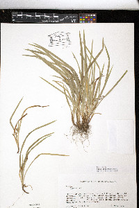 Carex abscondita image