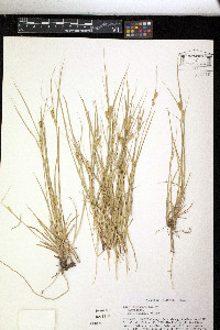 Carex arkansana image