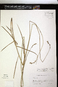 Carex bicknellii image