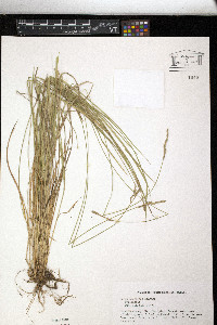 Carex bromoides image