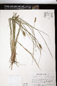 Carex buxbaumii image
