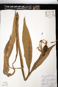 Canna flaccida image