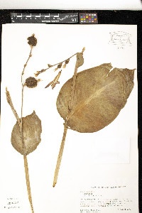 Canna indica image