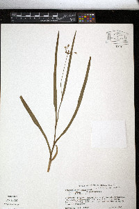 Callisia graminea image