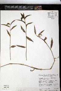 Commelina diffusa image
