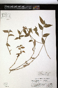 Commelina diffusa image