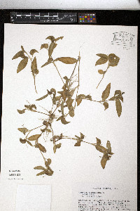 Commelina diffusa image