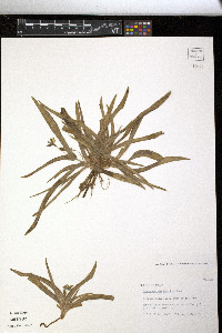 Tradescantia humilis image
