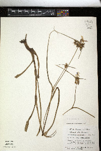 Tradescantia occidentalis image