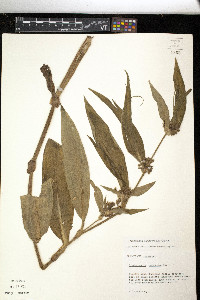 Tradescantia subaspera image
